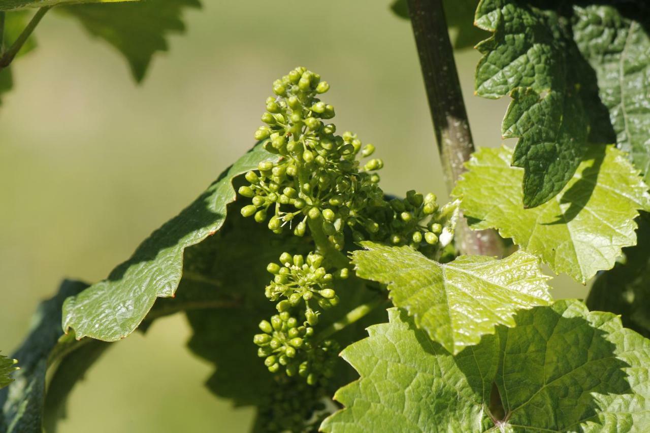 Ürzig 'Ferienhaus Mosel' Mit Kostenfreien Oepnv-Ticket מראה חיצוני תמונה